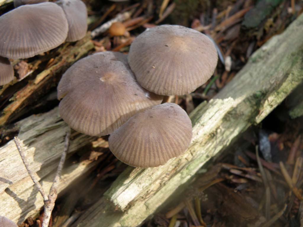 Foresta di Campigna - funghi da determinare